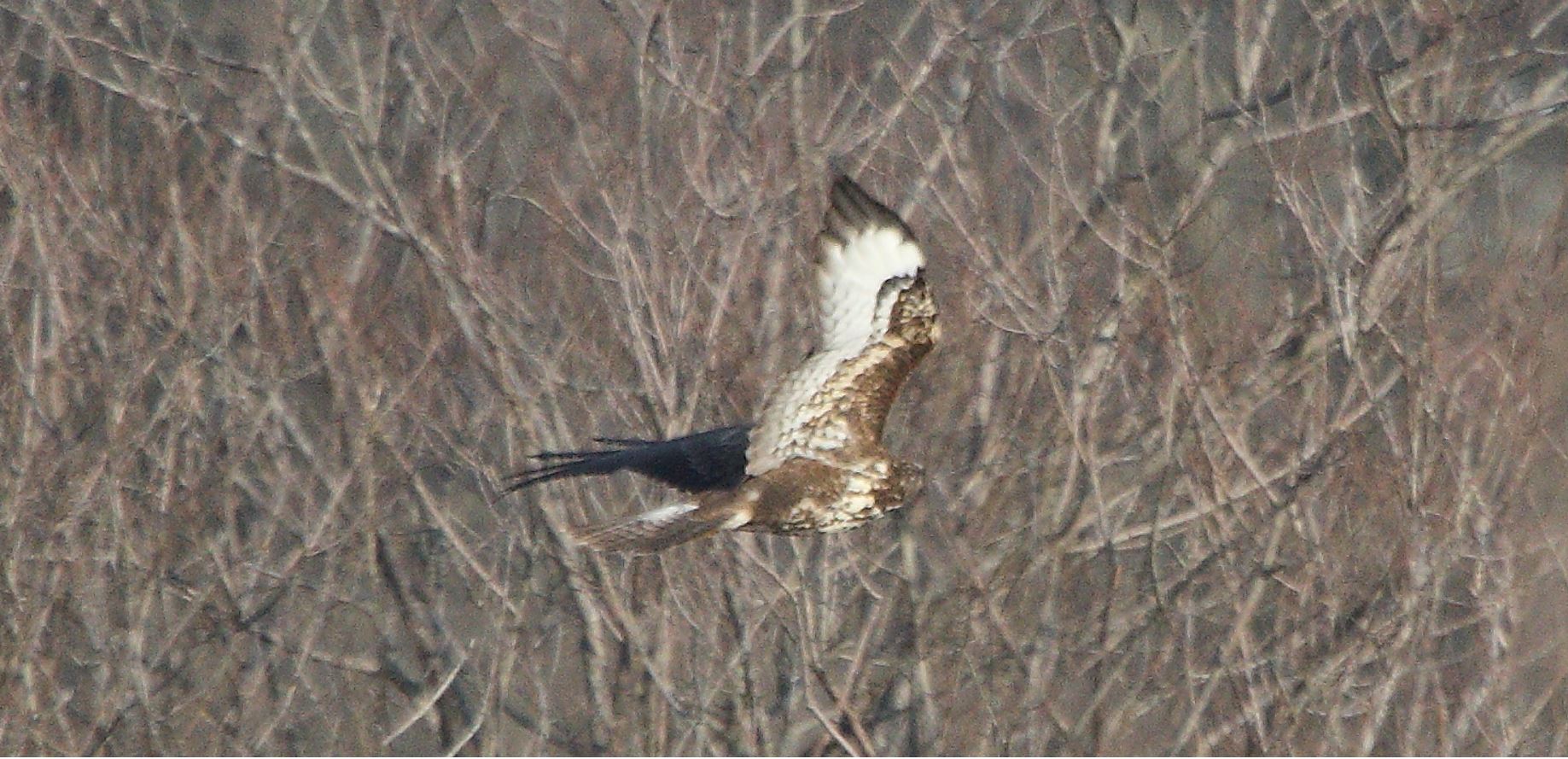 Buteo 24-01-2022