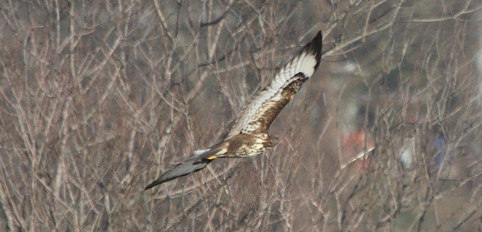Buteo 24-01-2022
