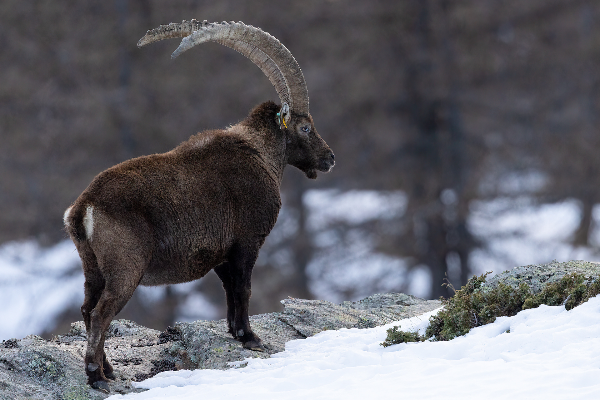Evening ibex