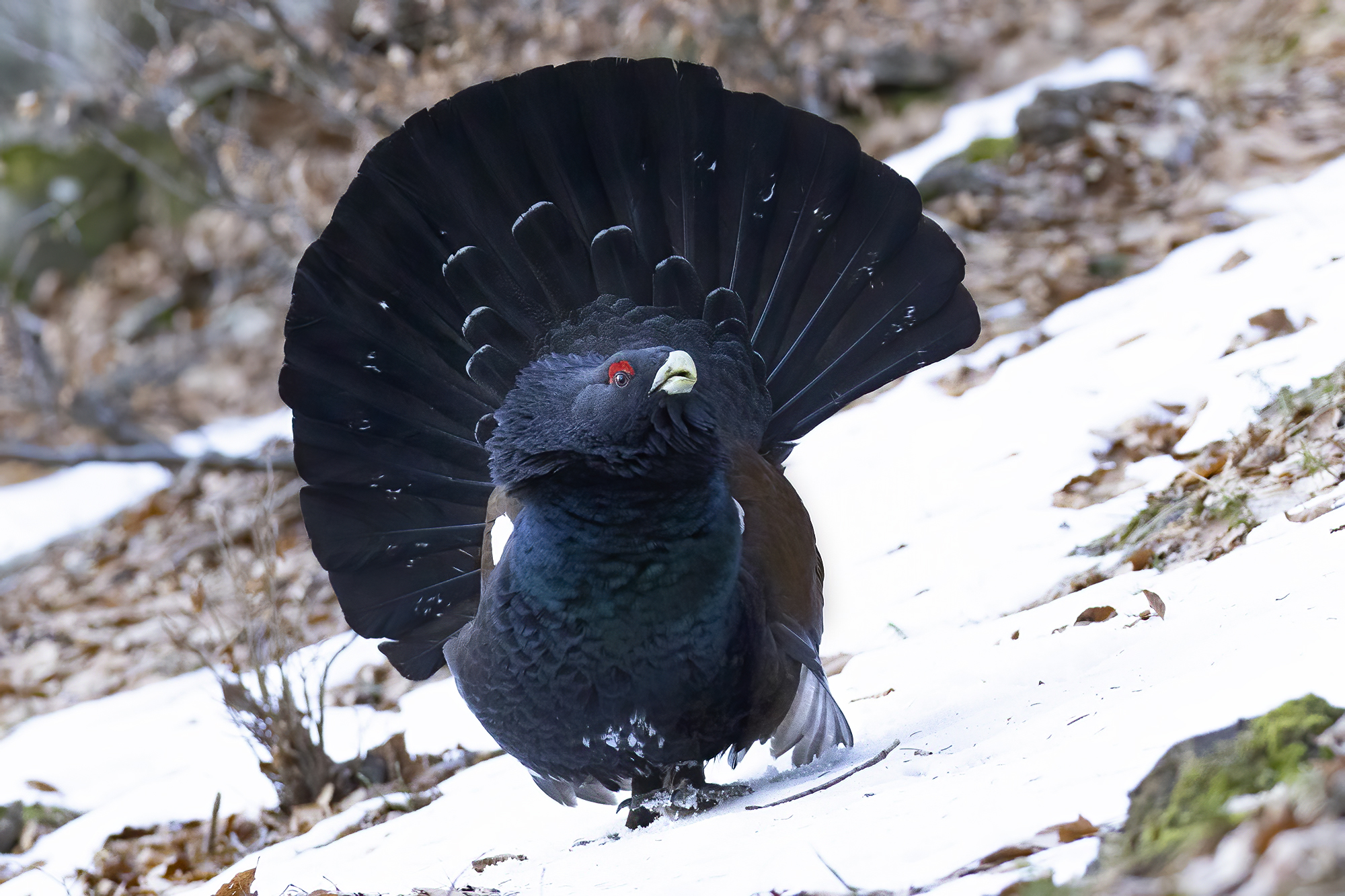 avanzando nella neve, gallo cedrone