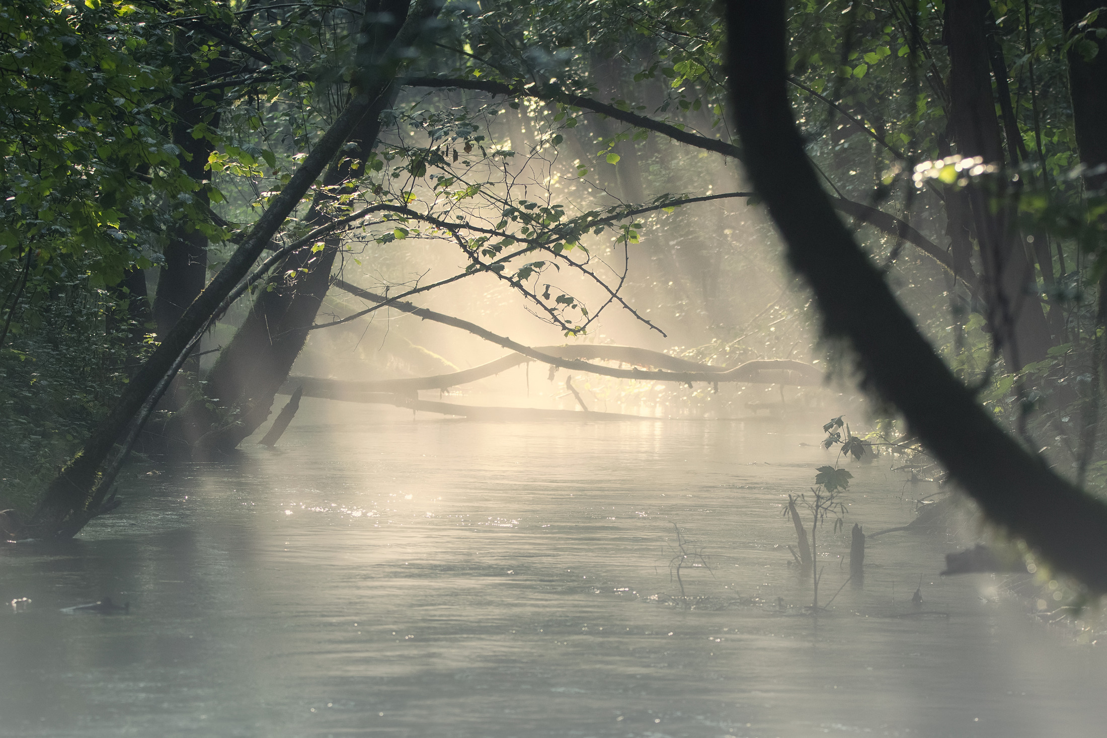 Risorgive del brenta