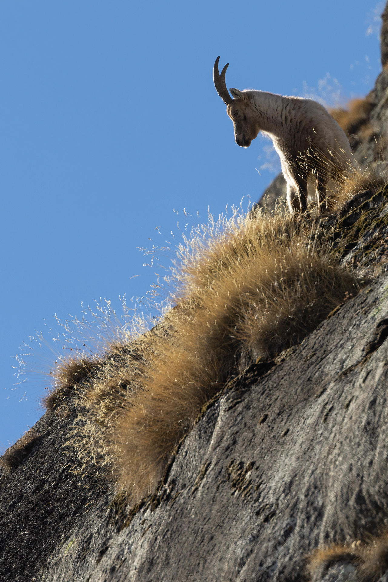 Gray ibex at sunset