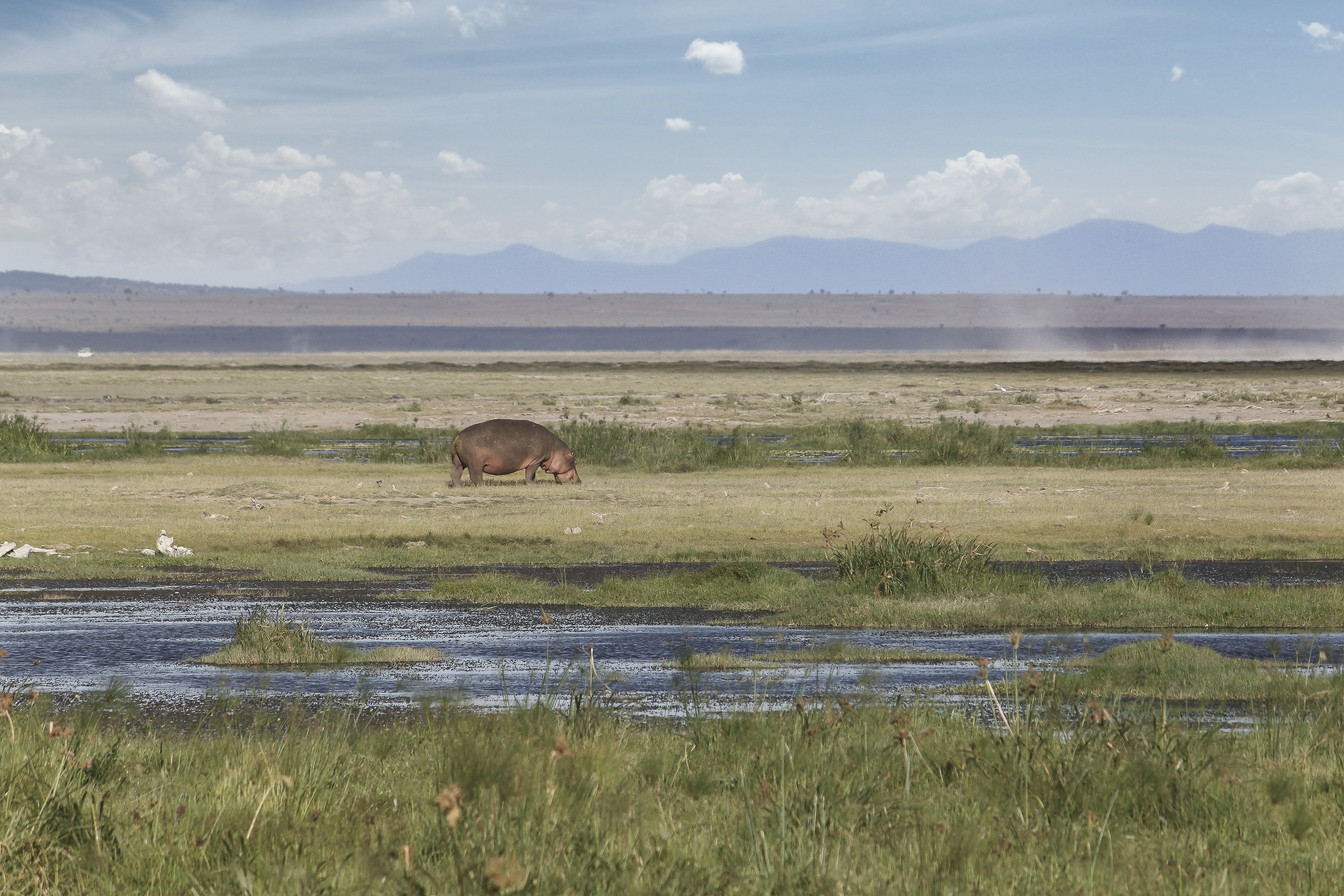 Come un pesce... fuor d'acqua!
