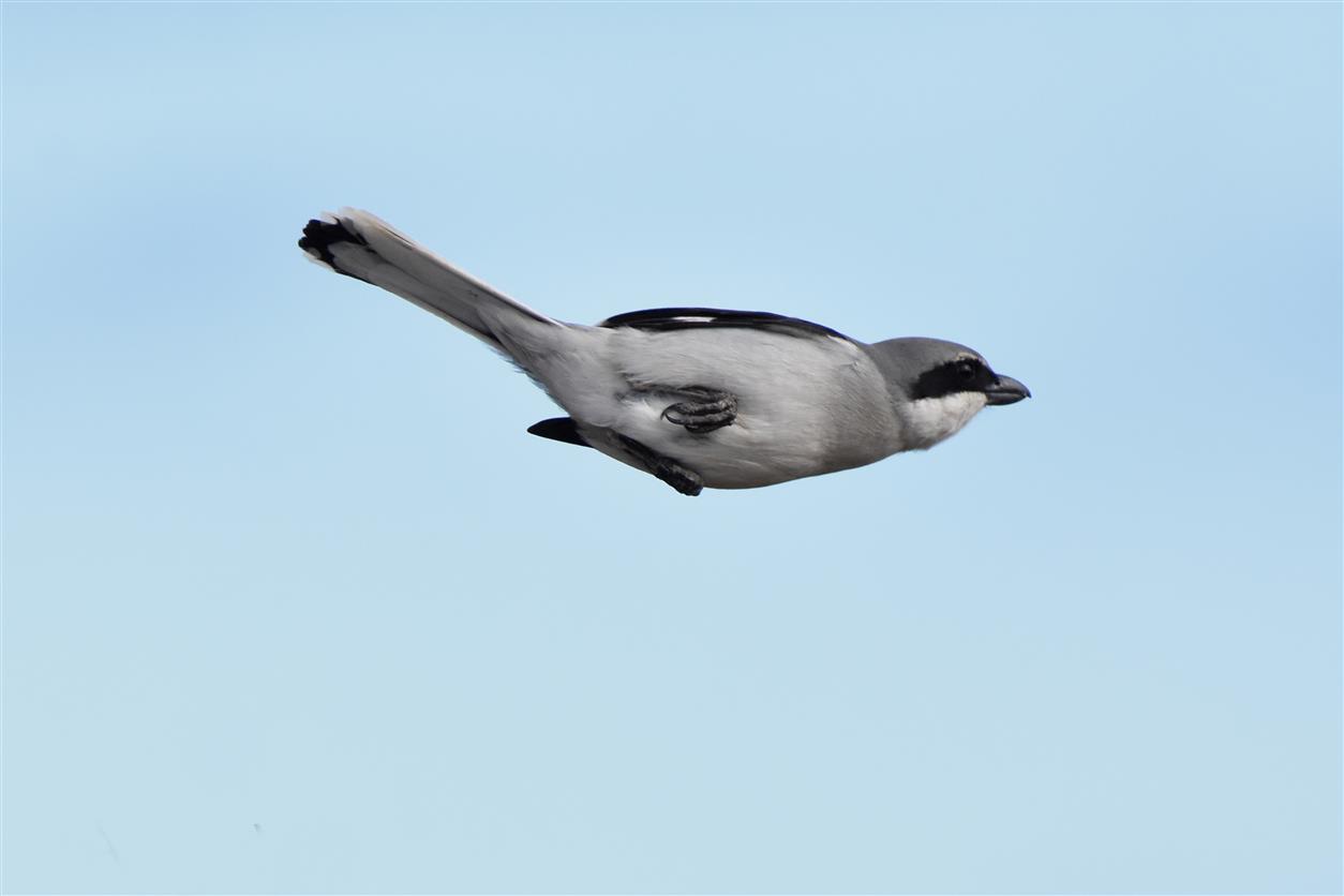 Averla maggiore ssp. koenigi