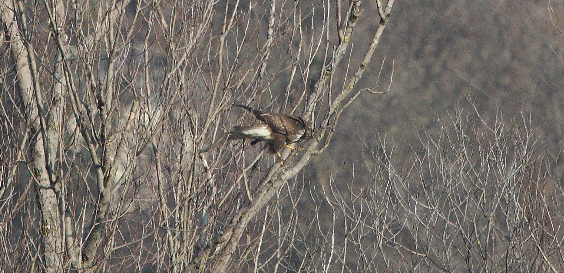 Buteo 24-01-2022
