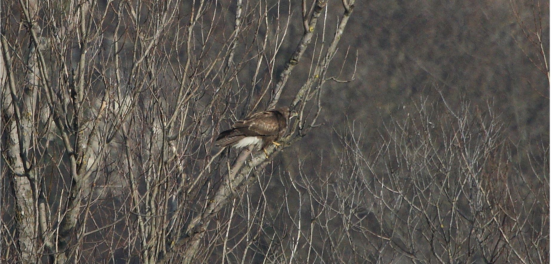 Buteo 24-01-2022