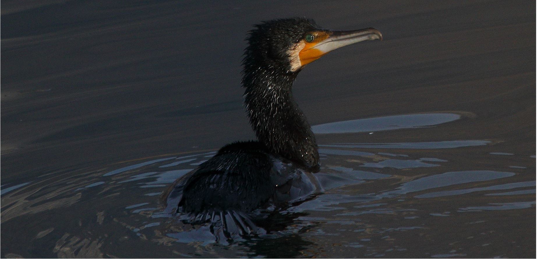 cormorant 27-01-2020