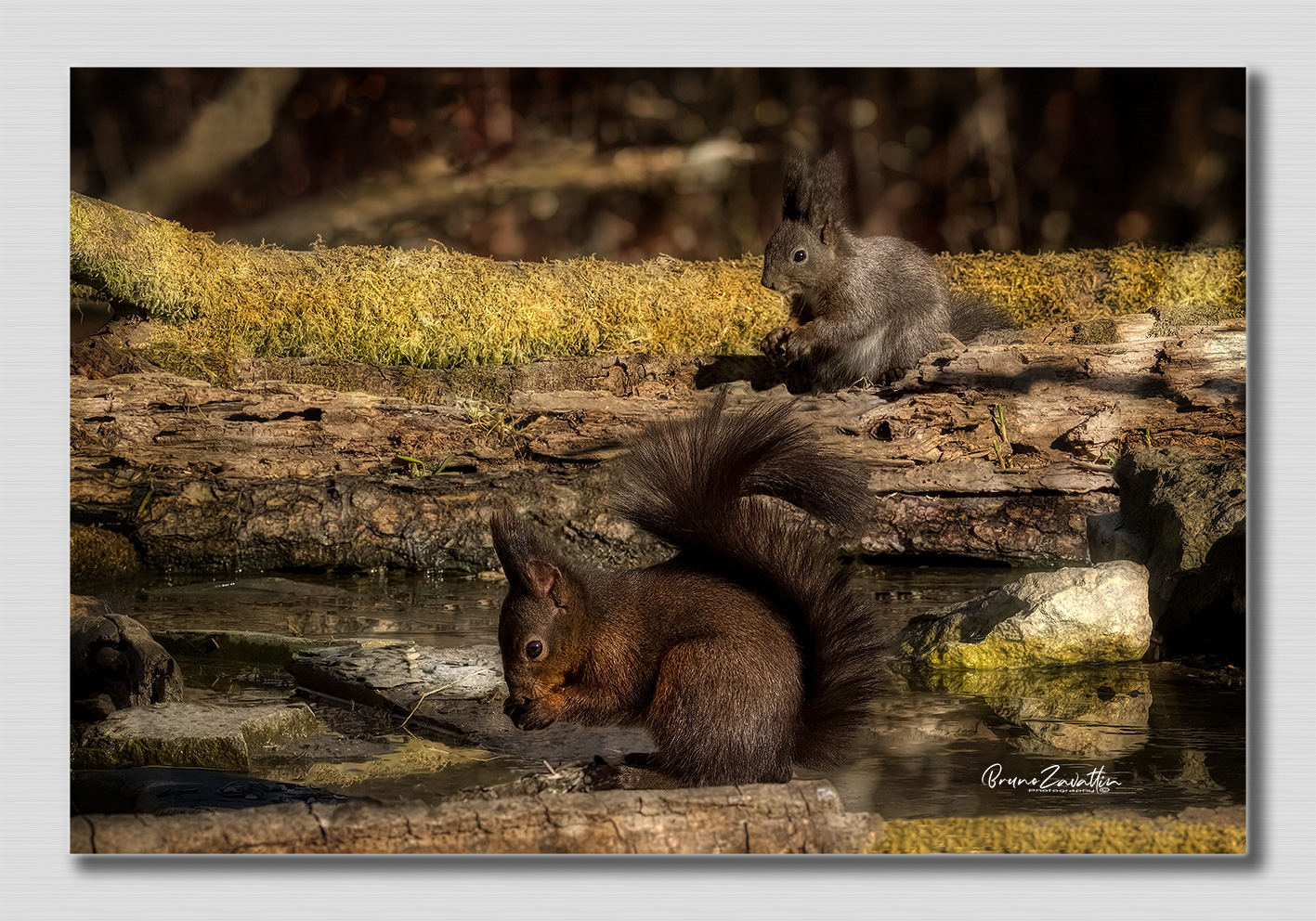 Red squirrel