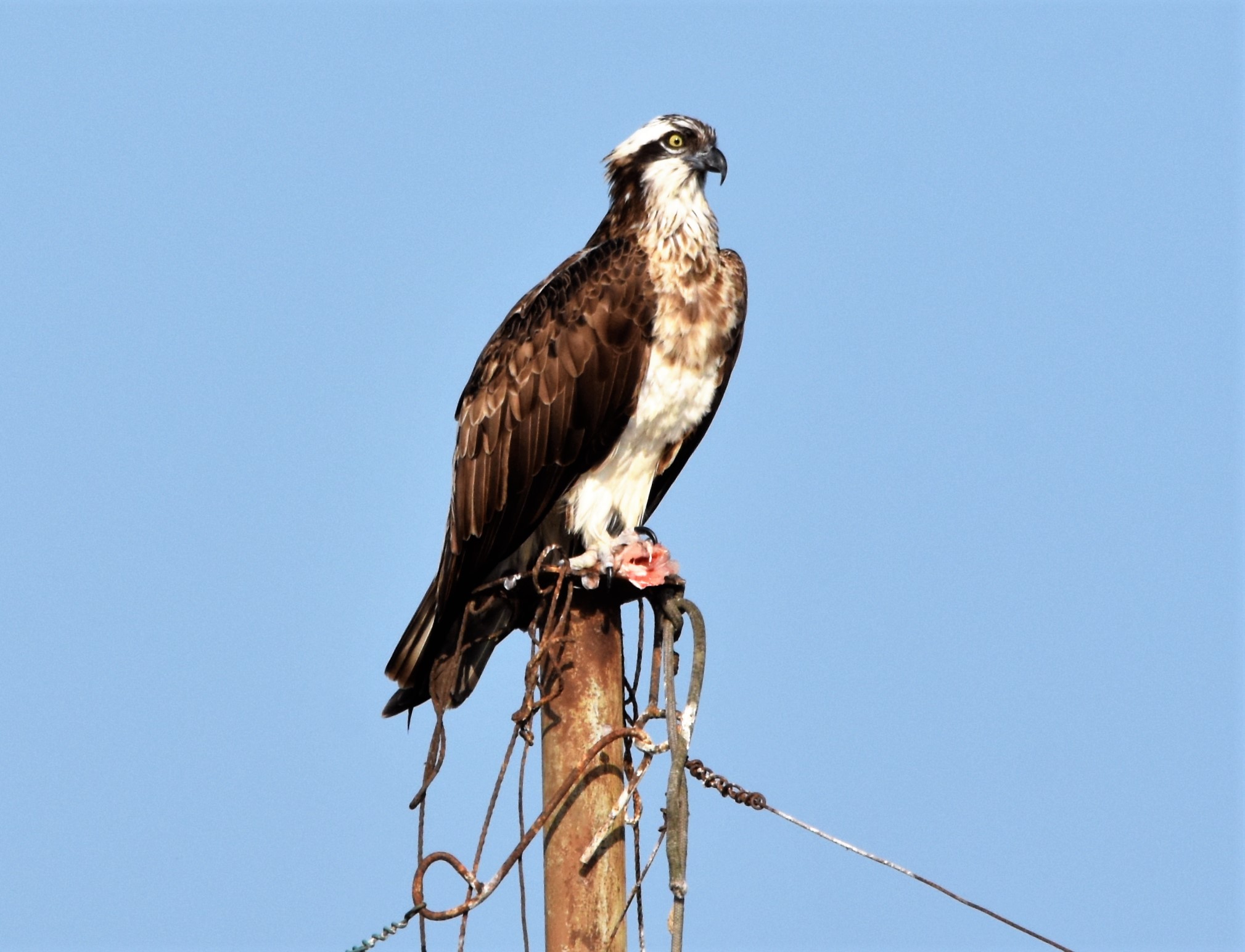 Marsh falcon with prey