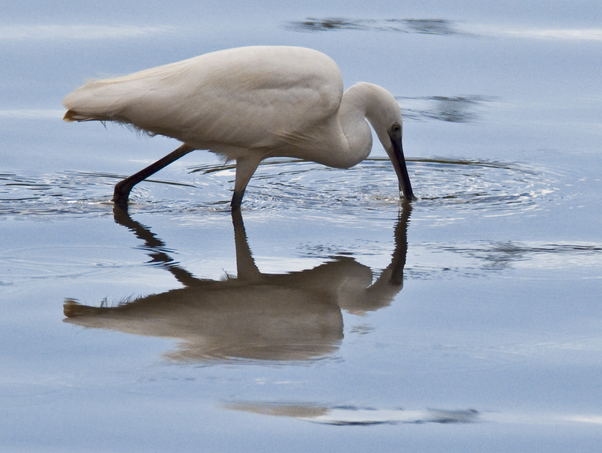 Egret at sunset