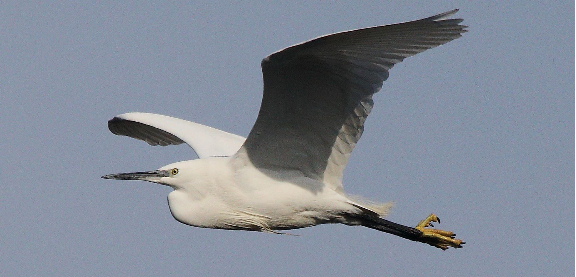 egret 27-01-2022