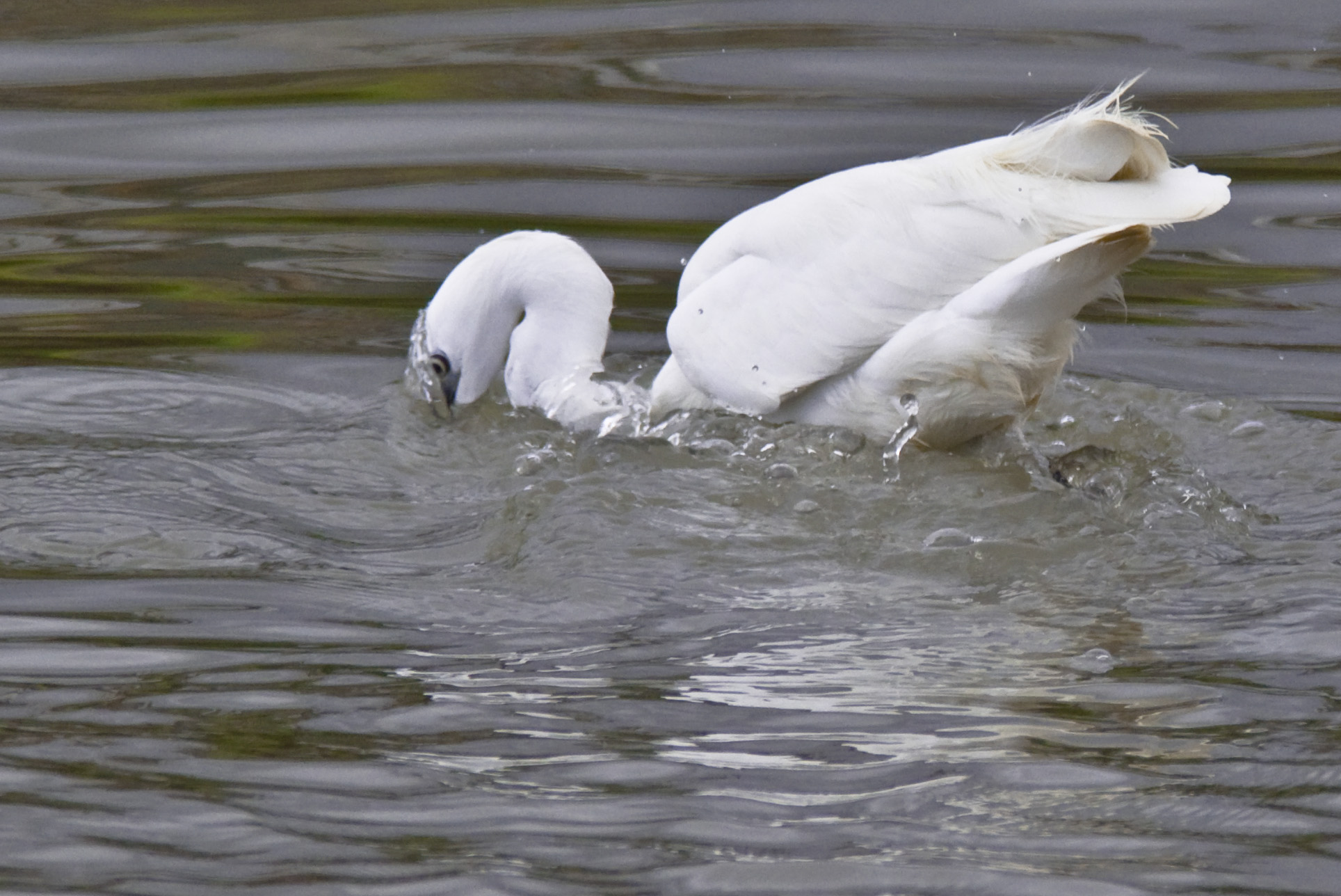 Egret fishing in