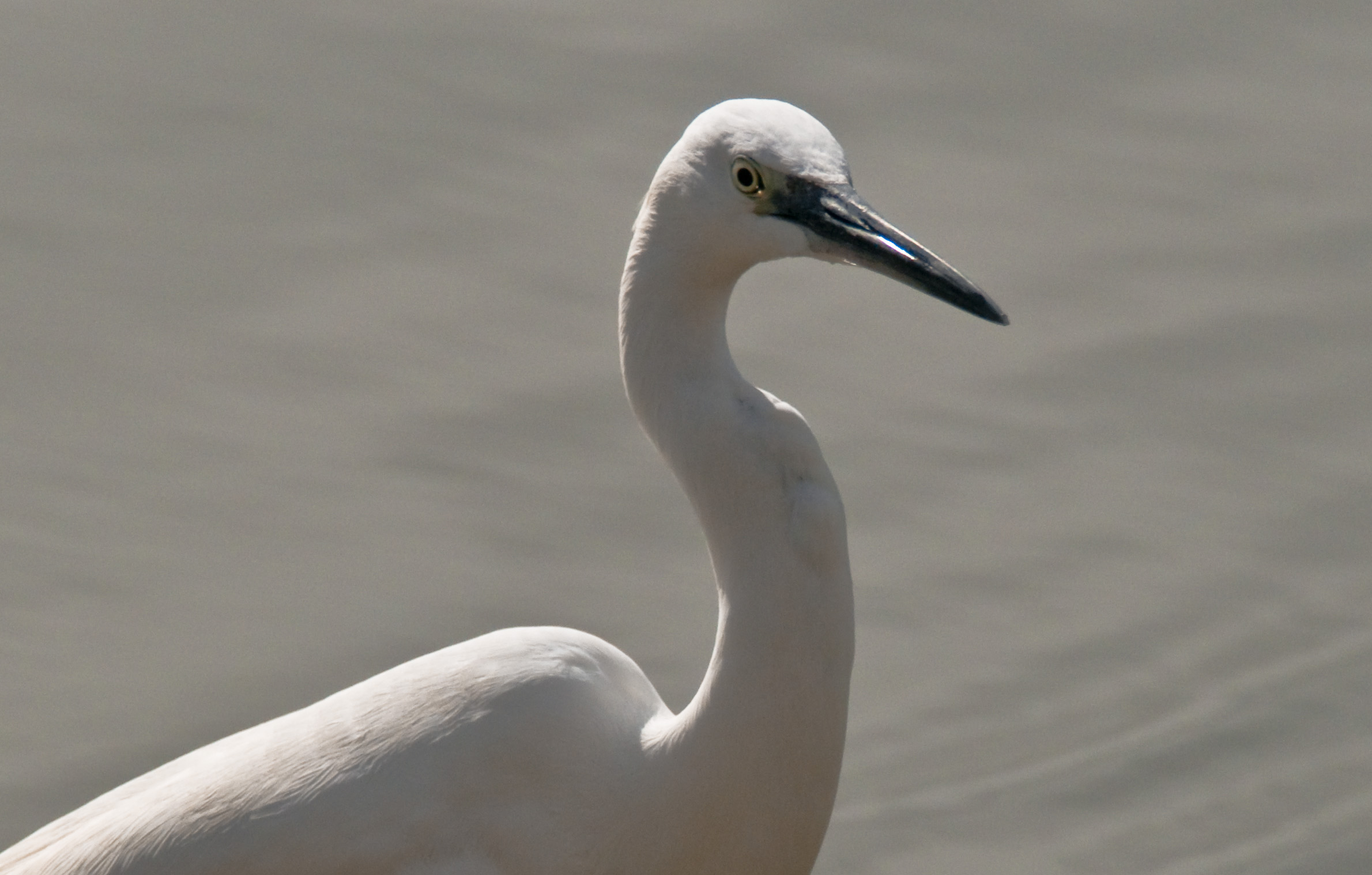 Portrait of a Little Egret