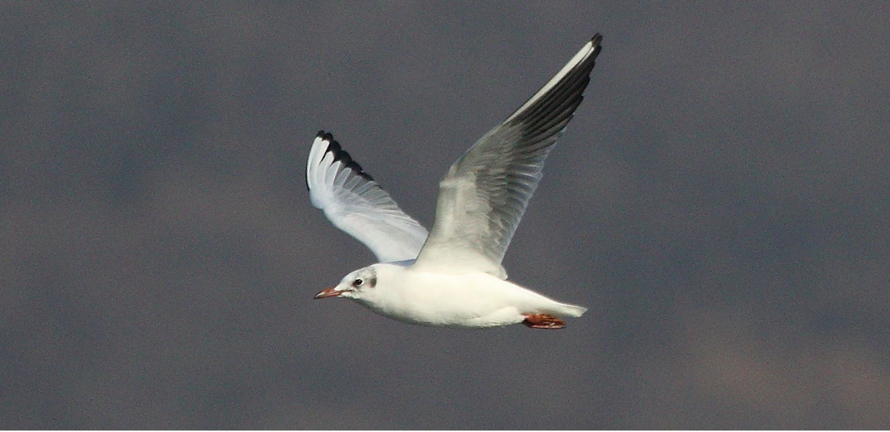 terrestrial gull 27-01-2022