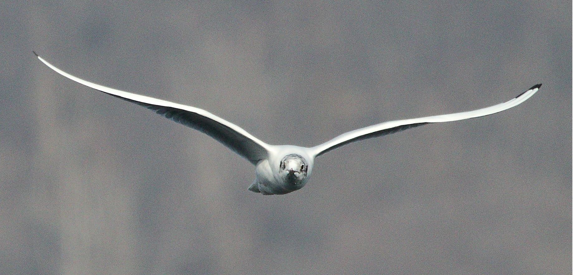 terrestrial gull 27-01-2022