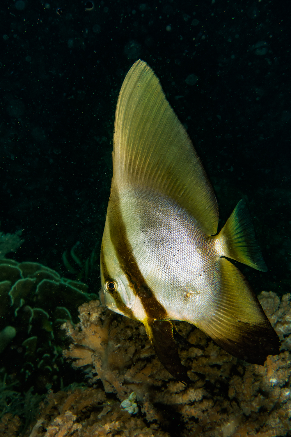 Pipistrello all'imbrunire