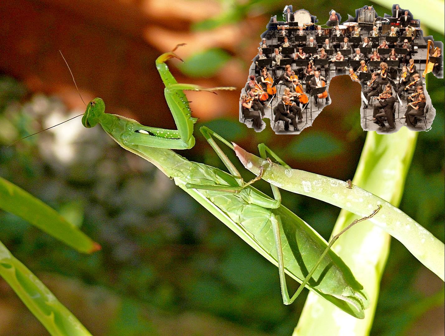 Amantide and Orchestra