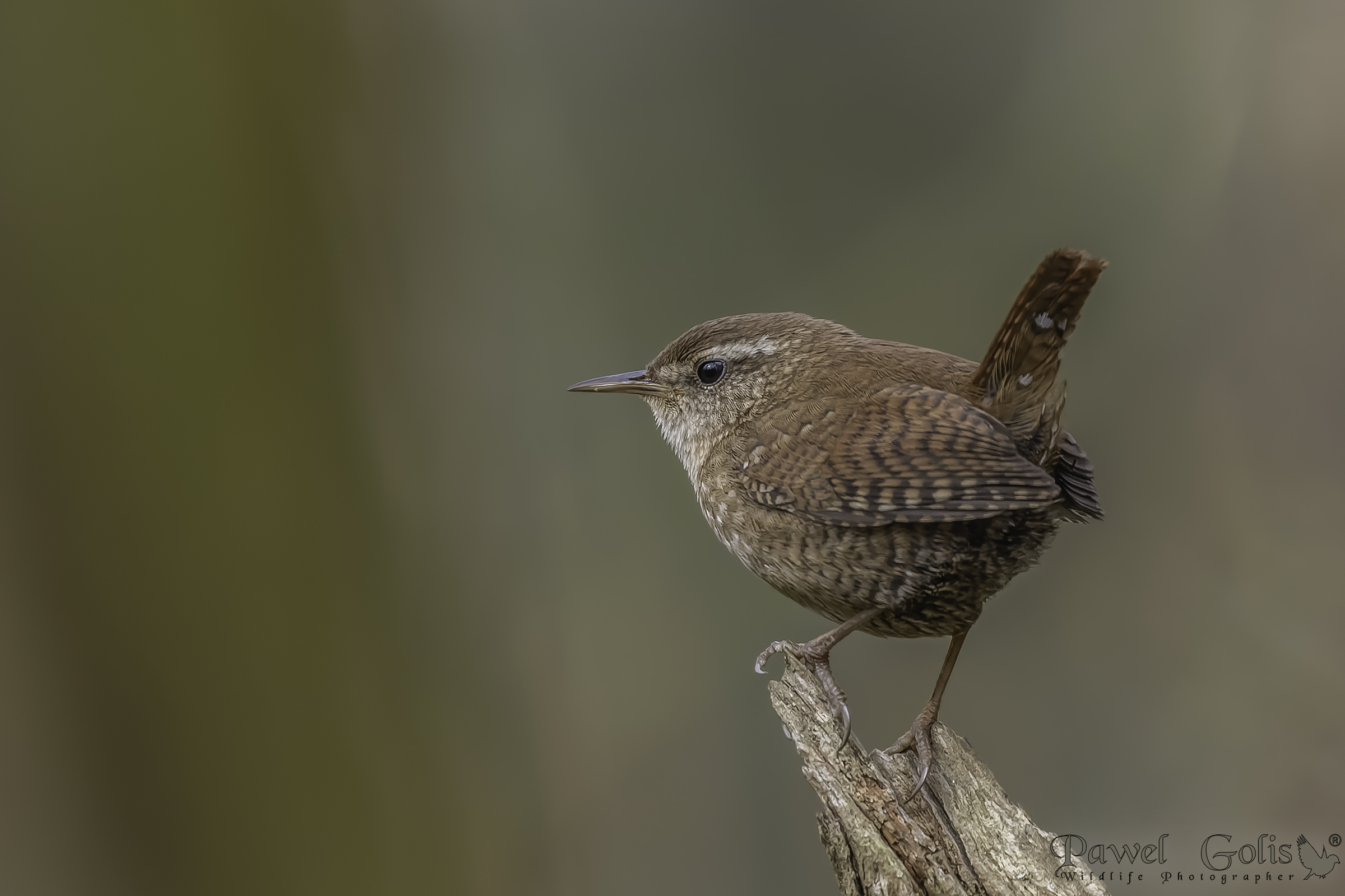 Scricciolo eurasiatico ( Troglodytes troglodytes)