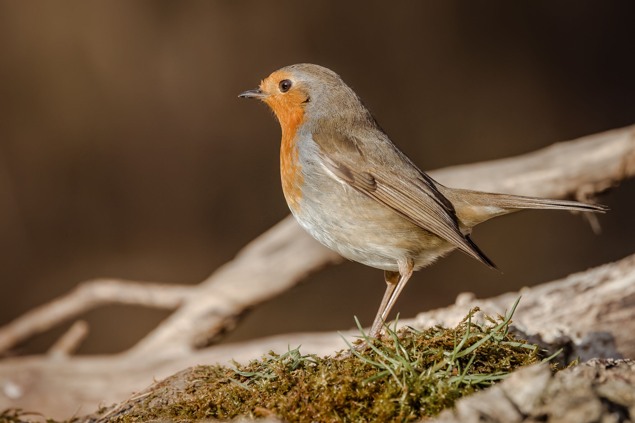 Erithacus rubecula n.2