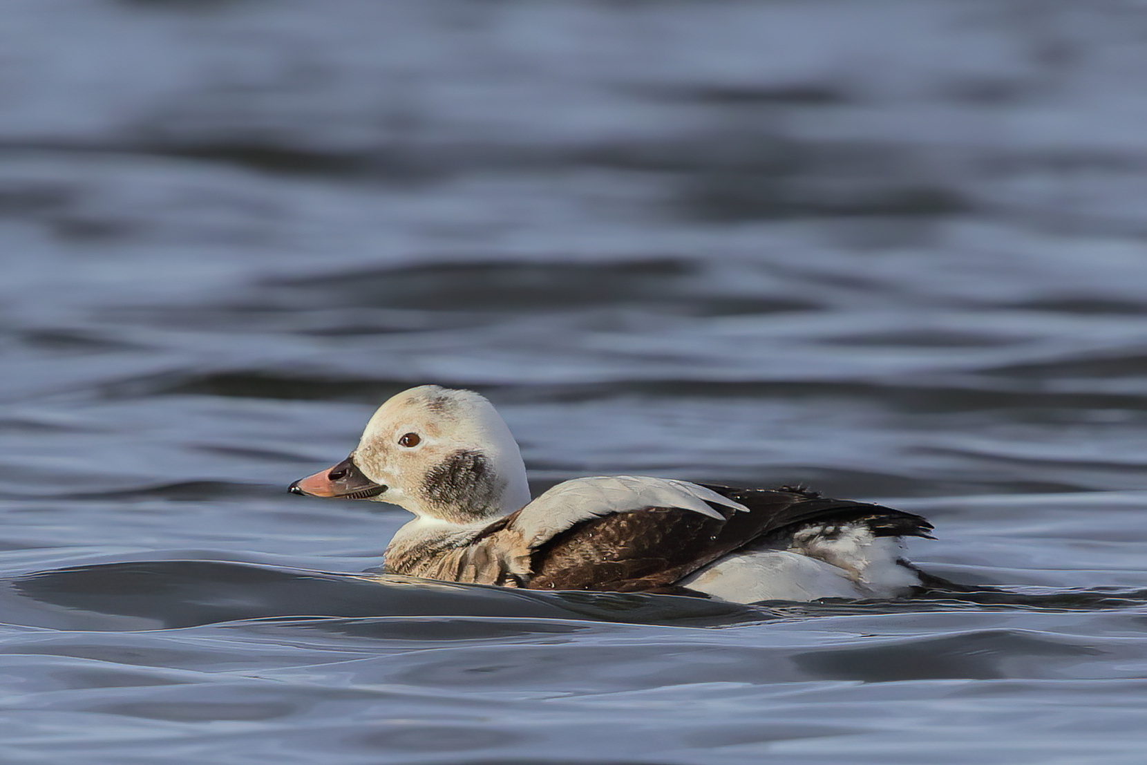 Arctic beauty - Moretta codona