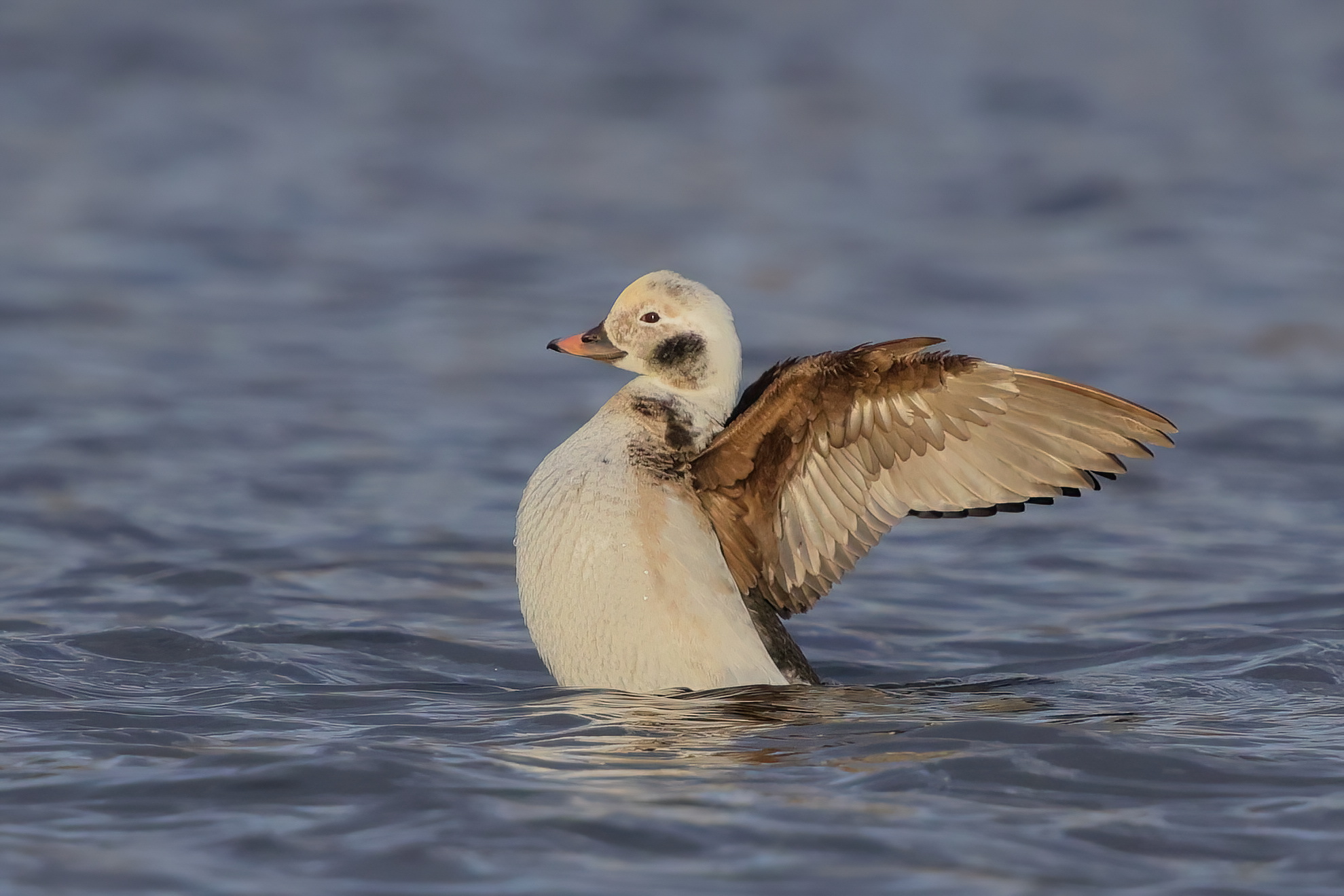 Arctic beauty - Moretta codona