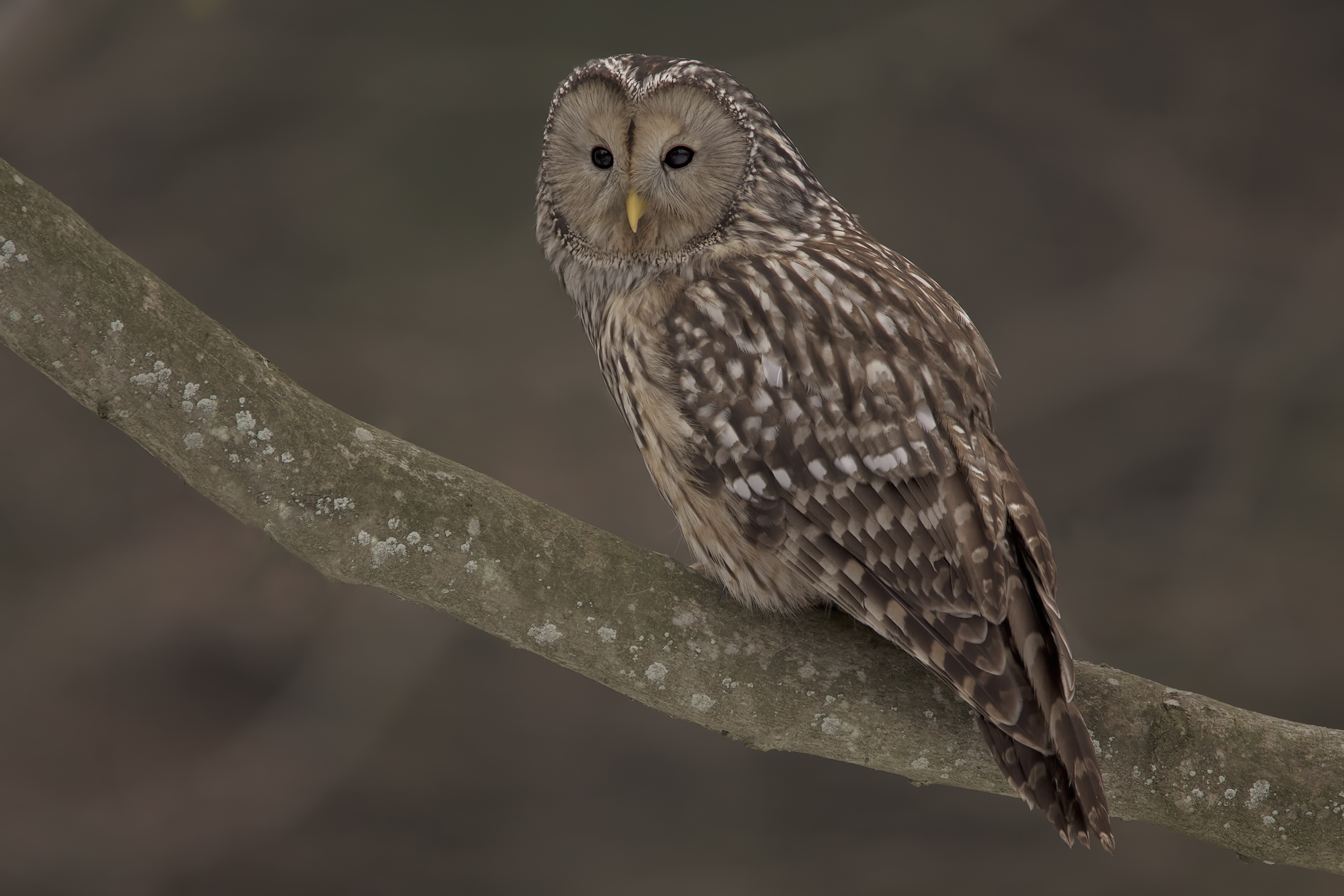 Ural owl