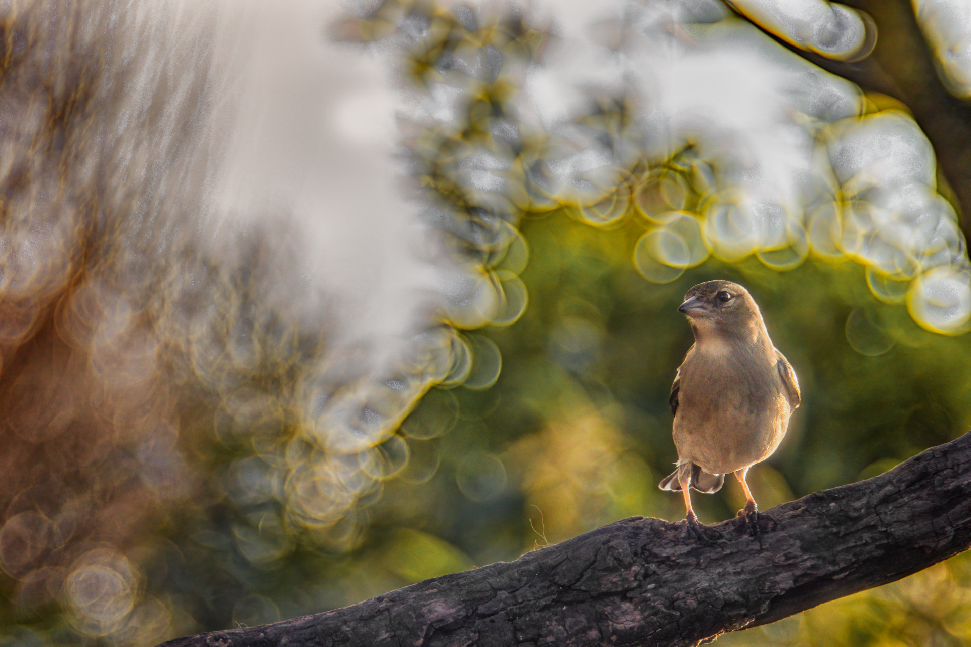 Tests of Trioplan 100