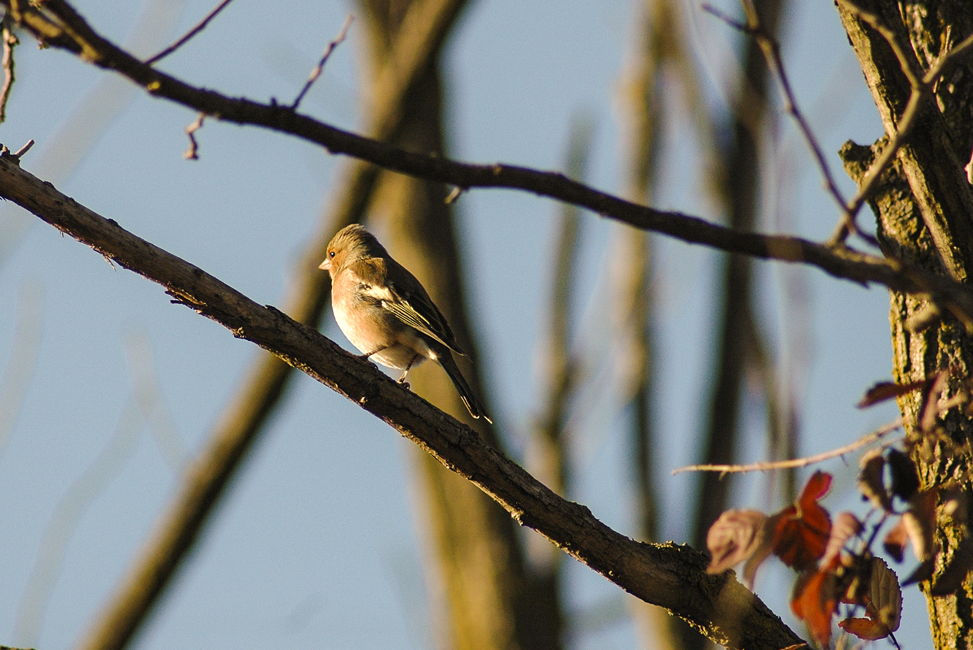 Passeggiando nel bosco