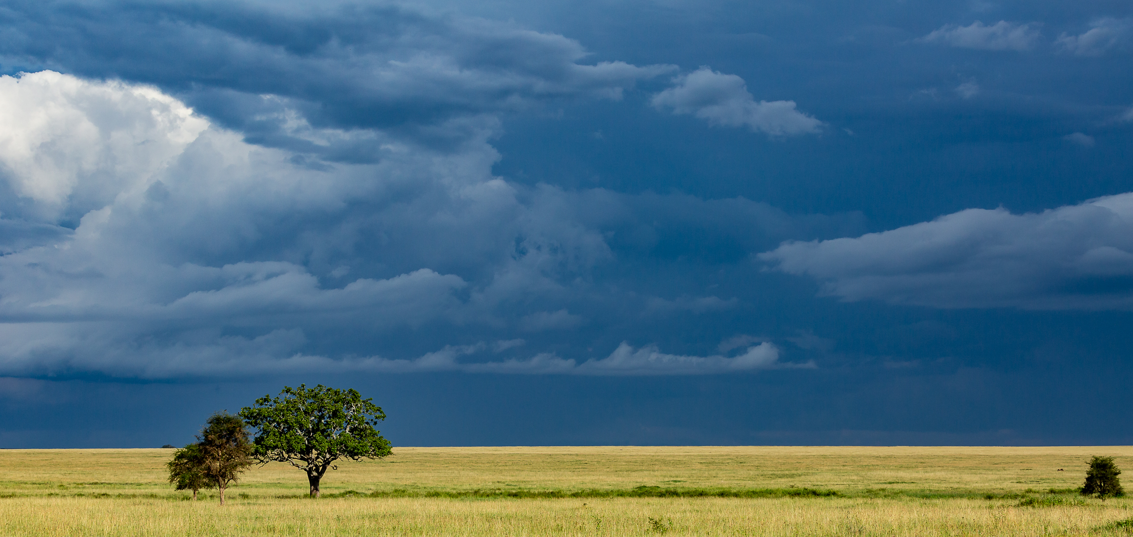 Tavolozza del Serengeti