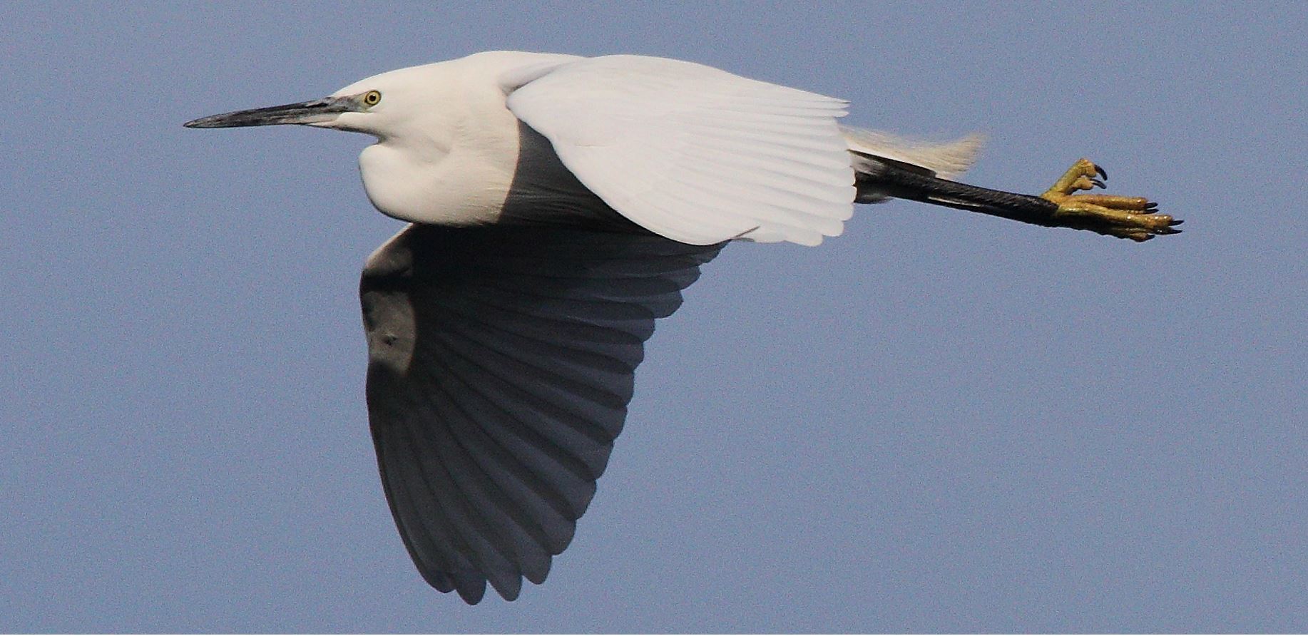 egret 27-01-2022