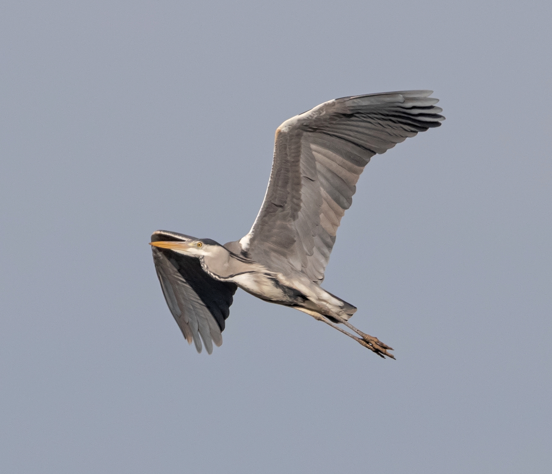 Airone Cenerino in volo in mezzo ai campi 3/02/2022