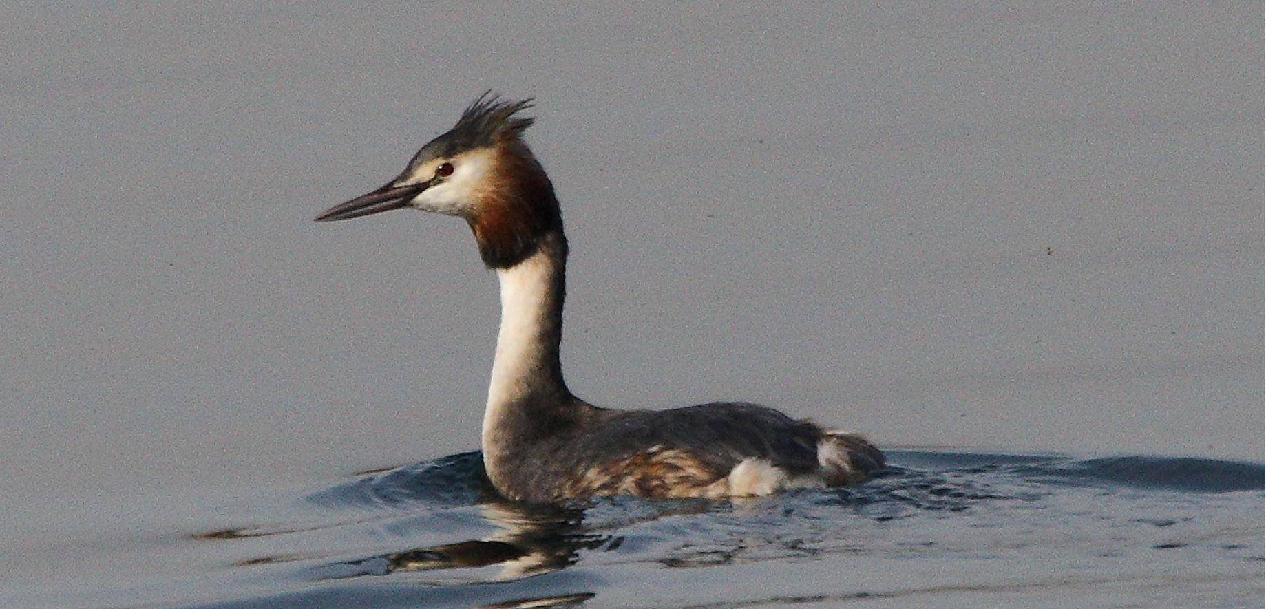 grebe 27-01-2022