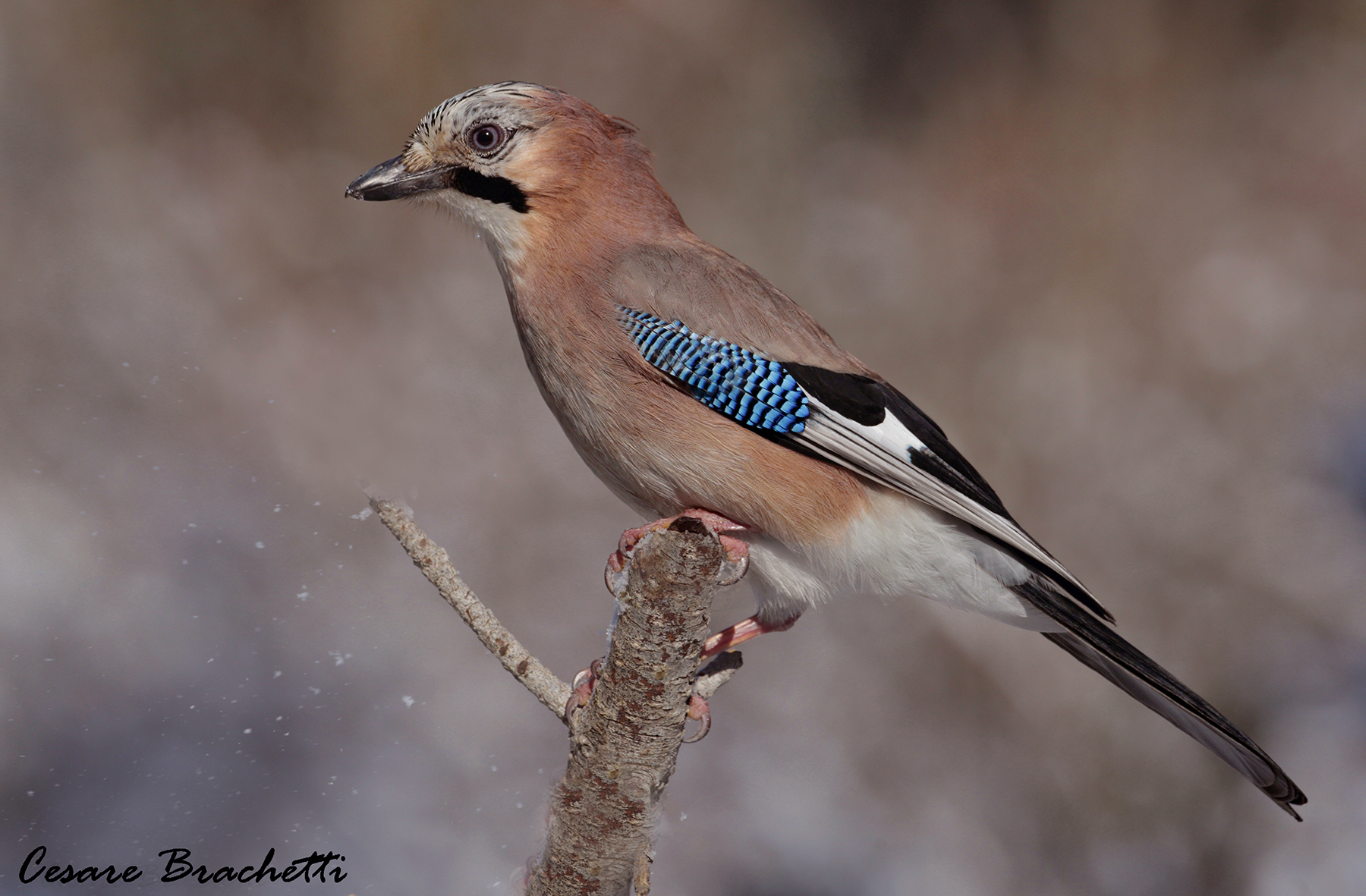jay... while it begins to snow.