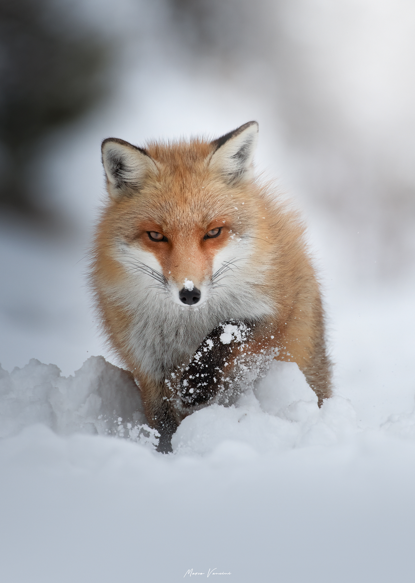 Fox