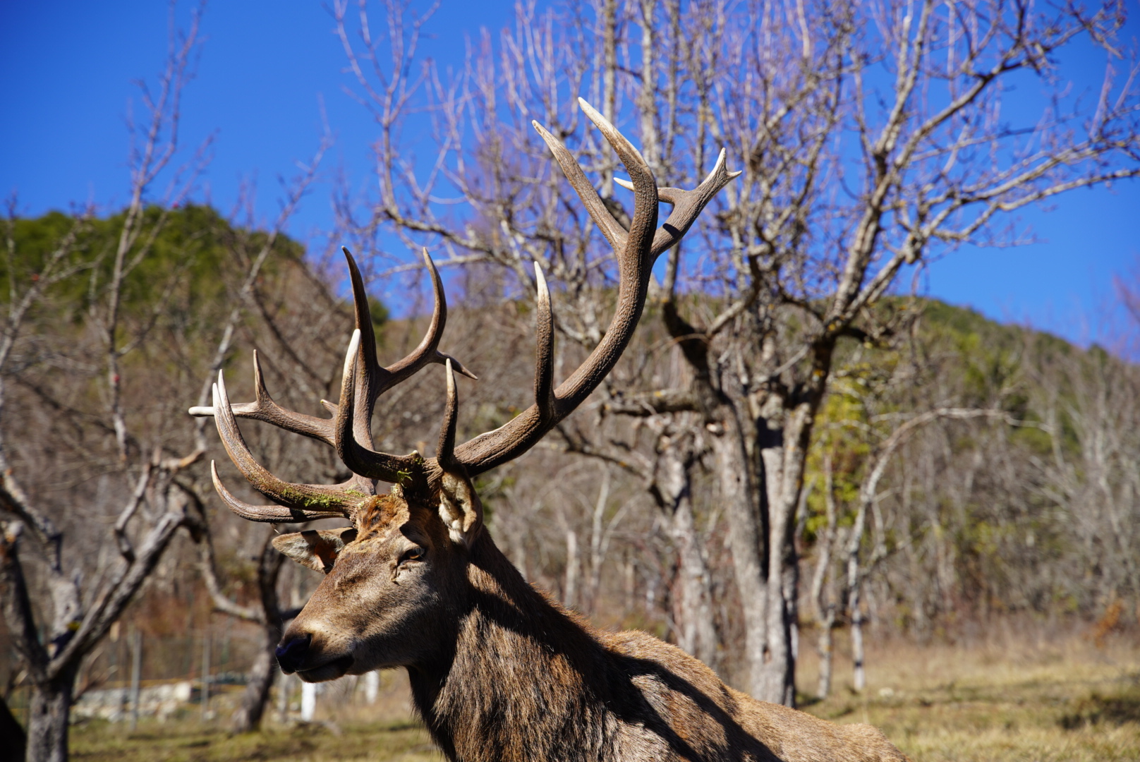 Cervo nel Parco Nazionale d'Abruzzo Molise e Lazio
