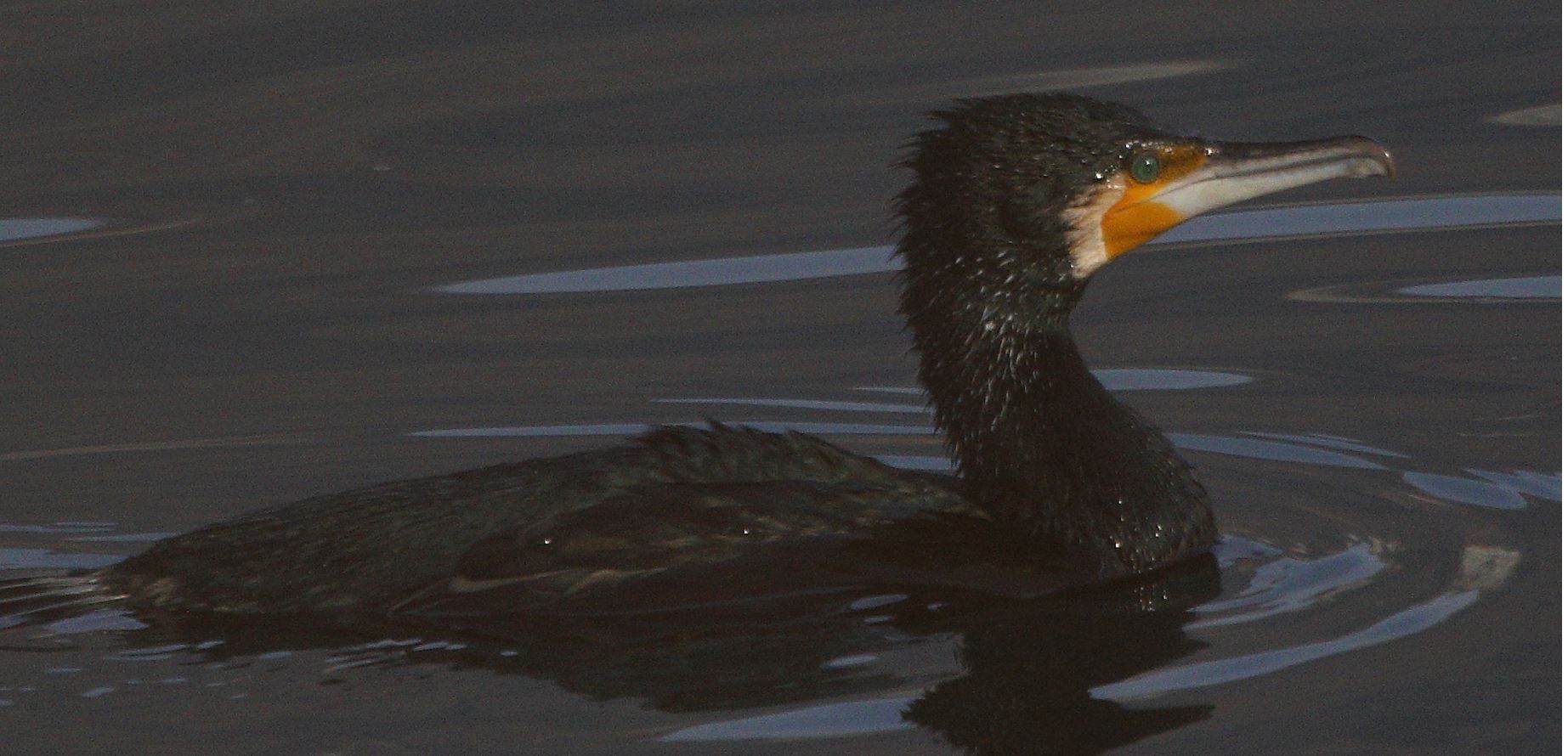 cormorant 27-01-2022