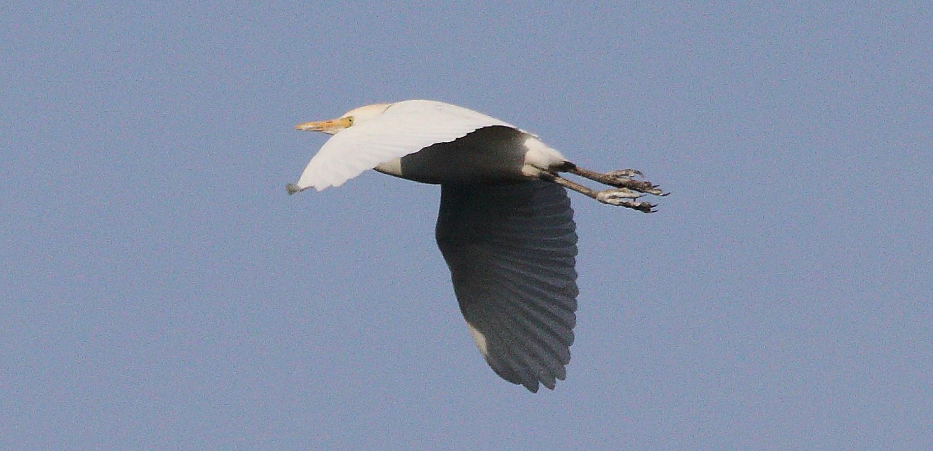 Guardabuoi 27-01-2022