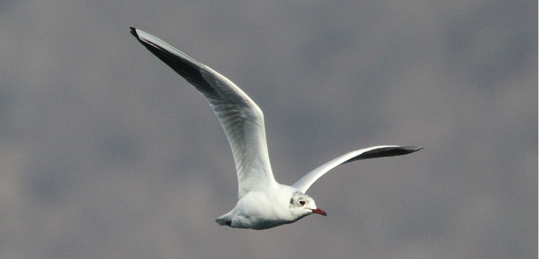 terrestrial gull 27-01-2022