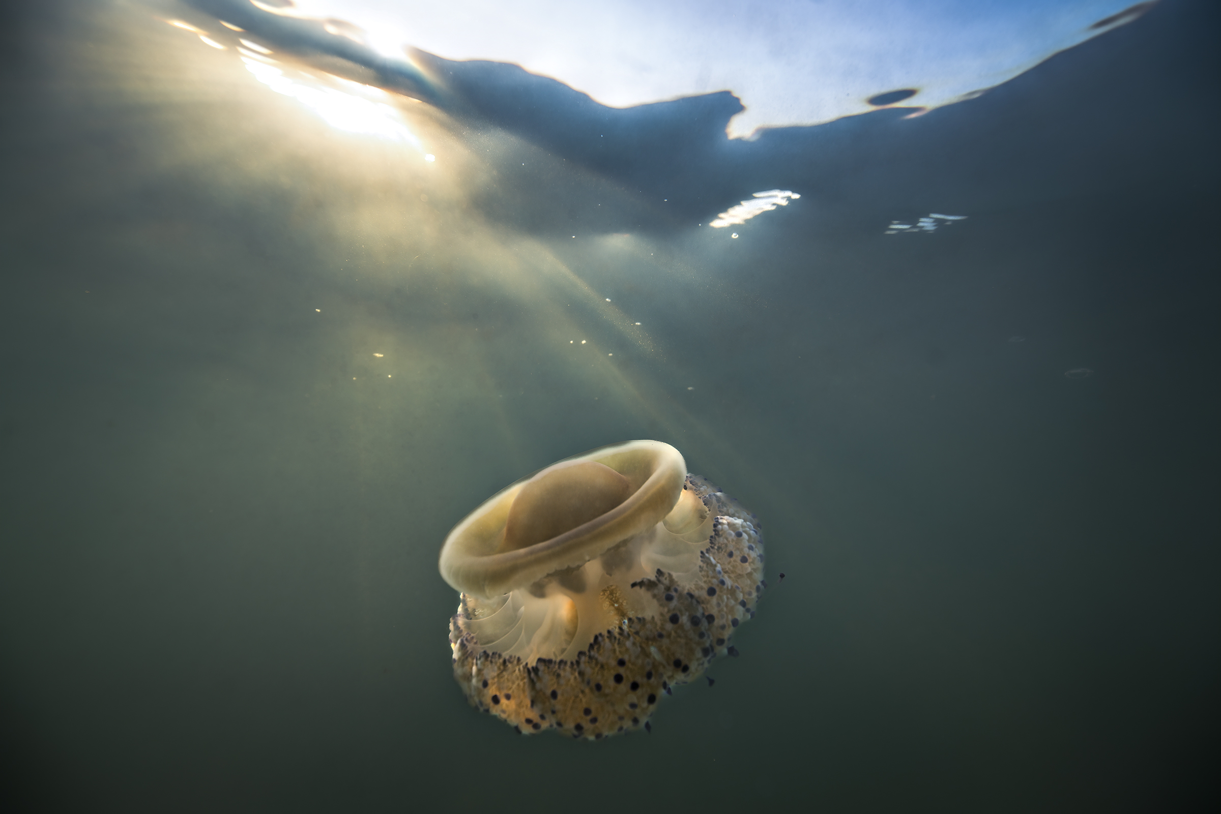 Jellyfish Cotylorhiza tuberculata