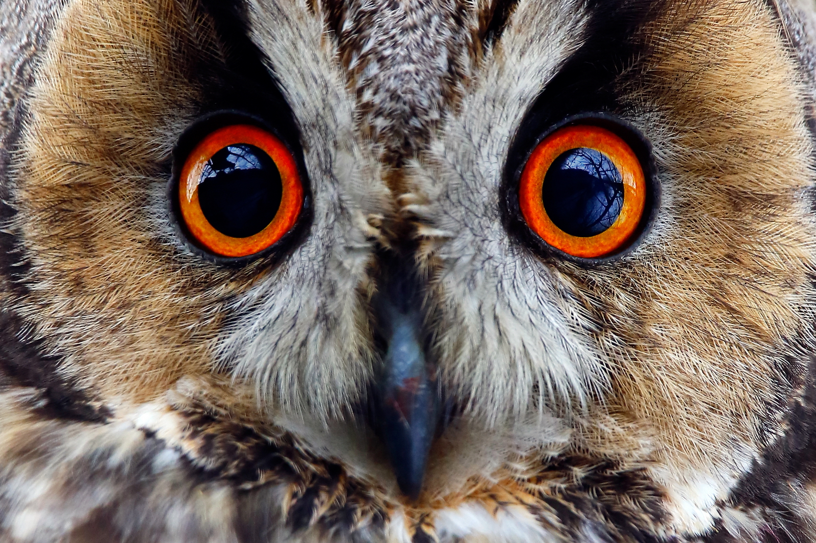 Long-eared Owl - Asio otus