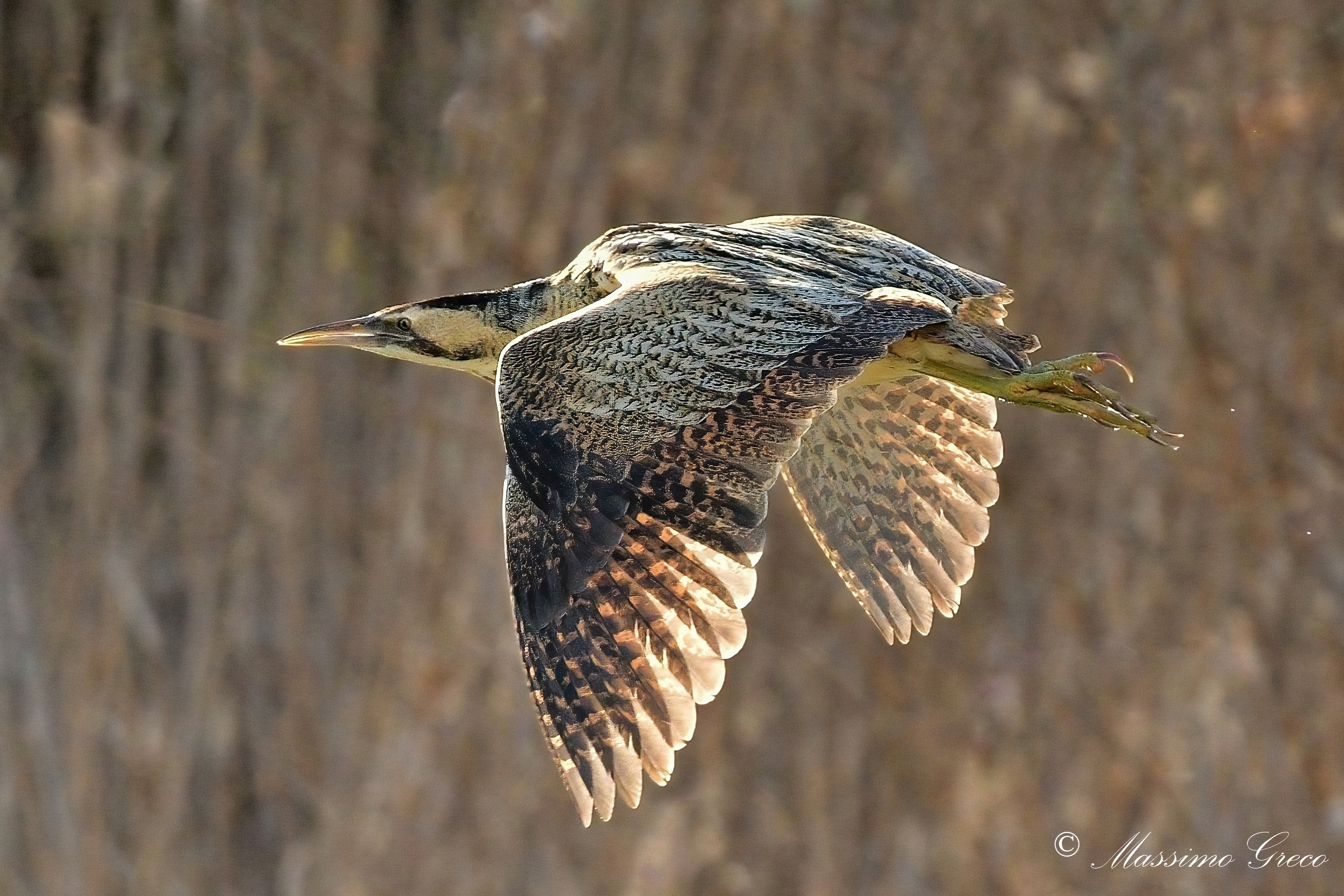 Bittern (Botaurus stellaris)