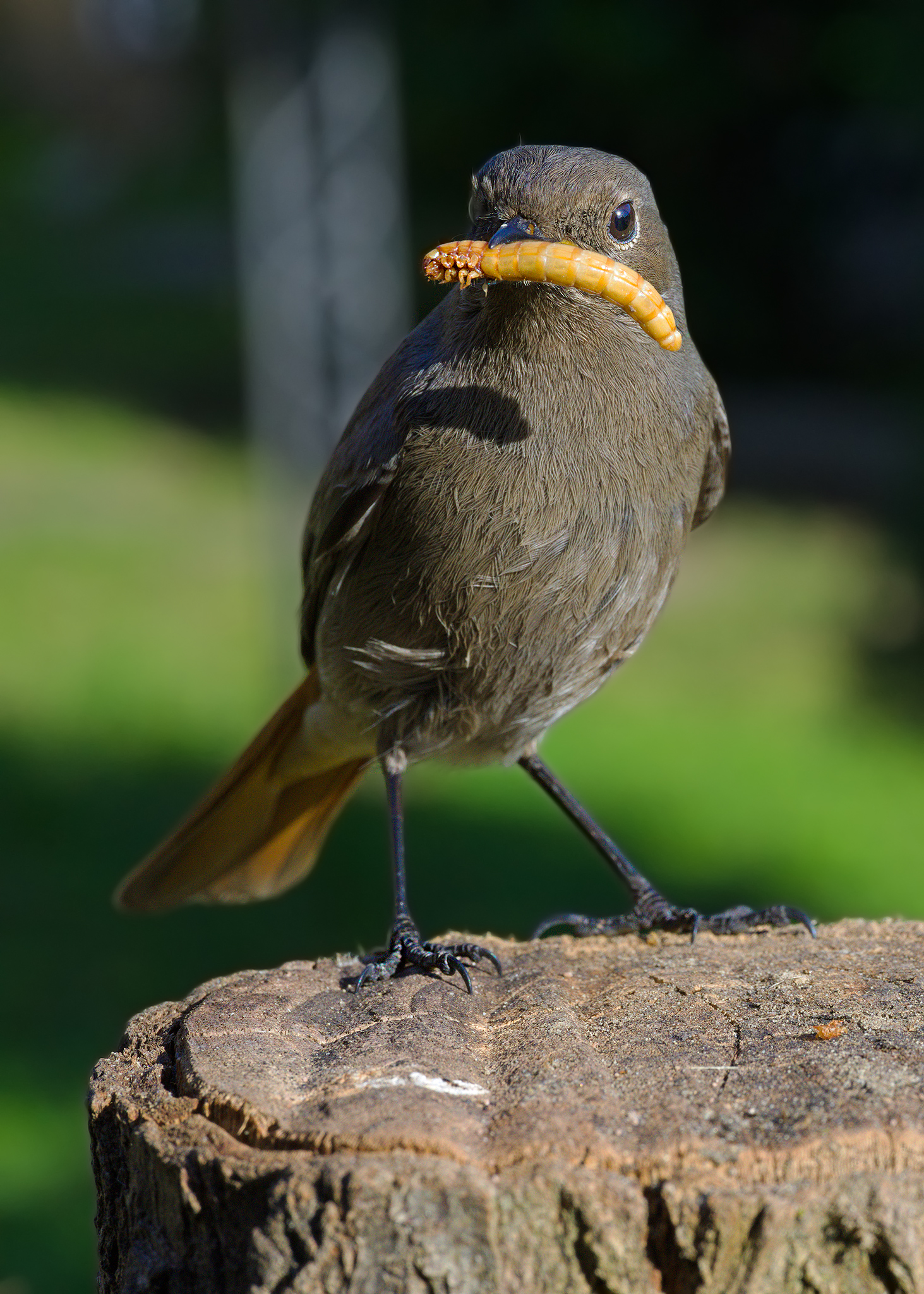 The ferocity of the redstart