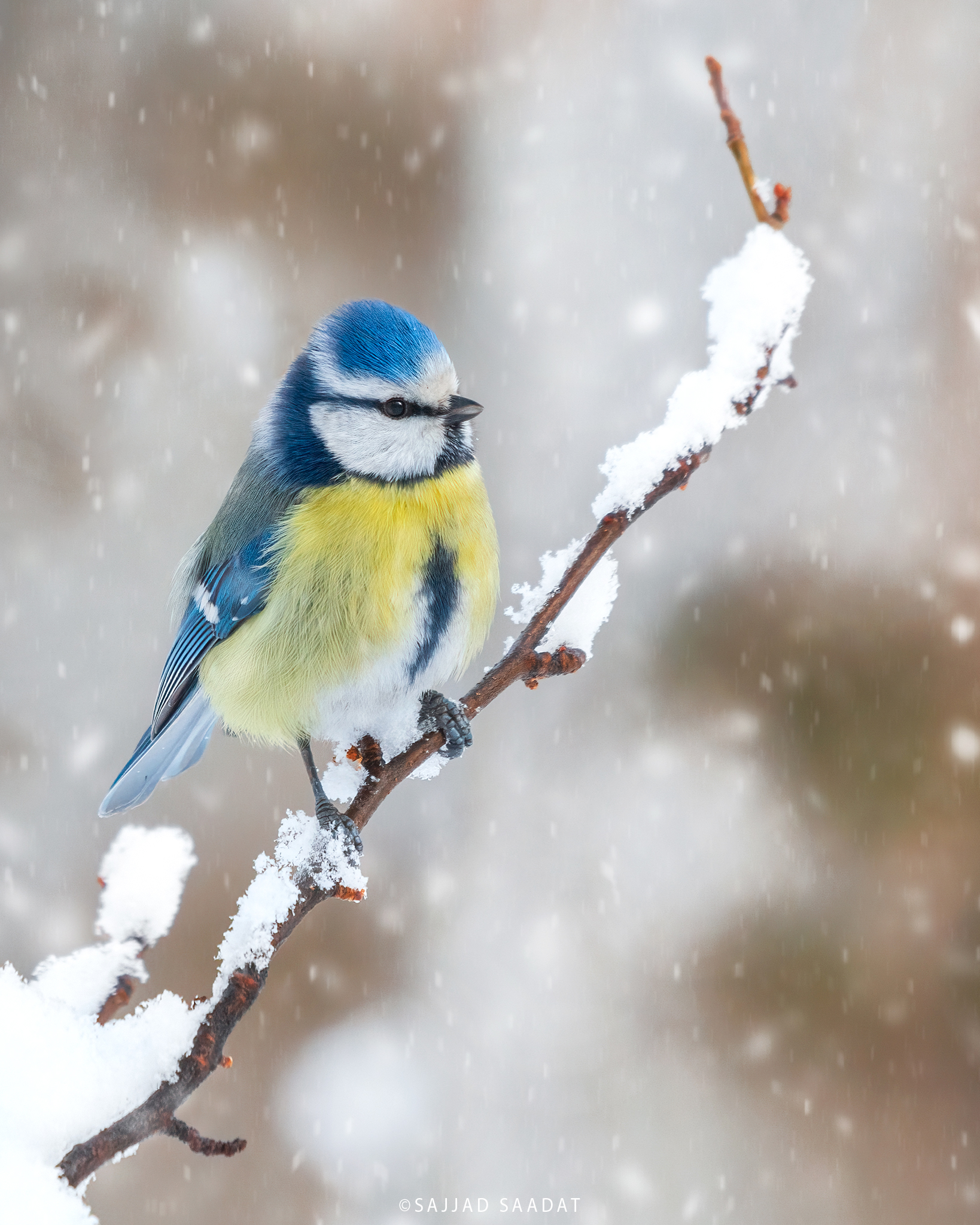 Blue Tit
