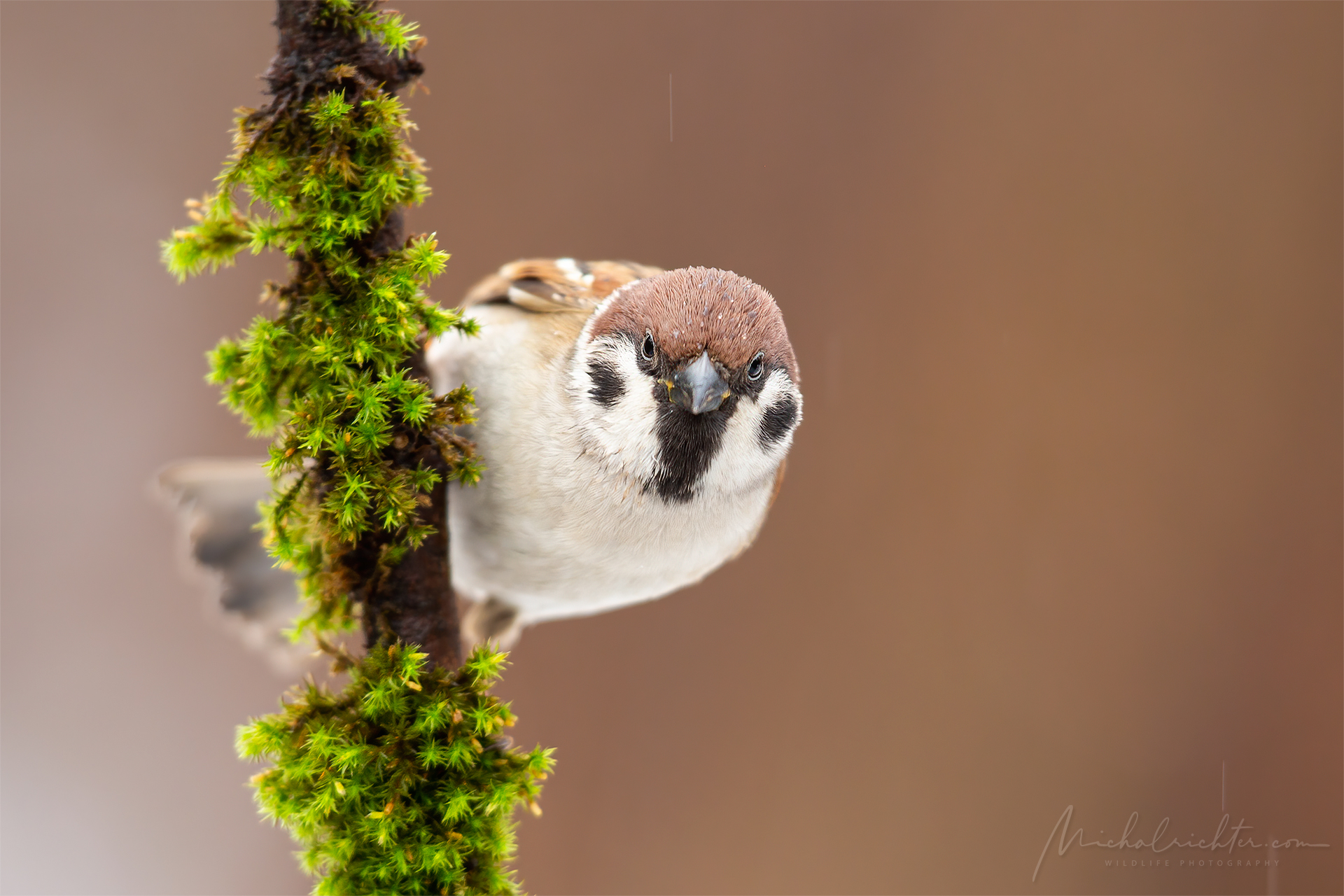 Passer montanus (passero eurasiatico)