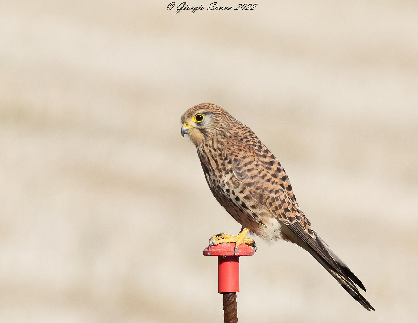 Falco tinnunculus