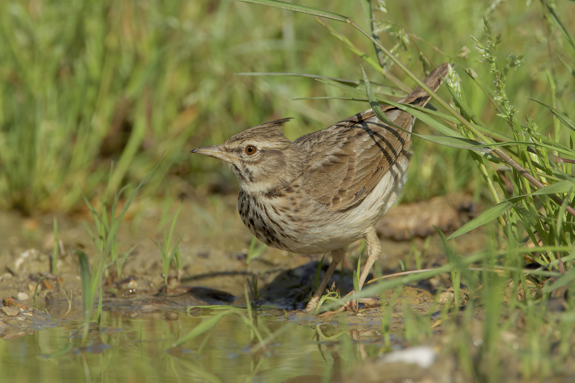 Crested lark