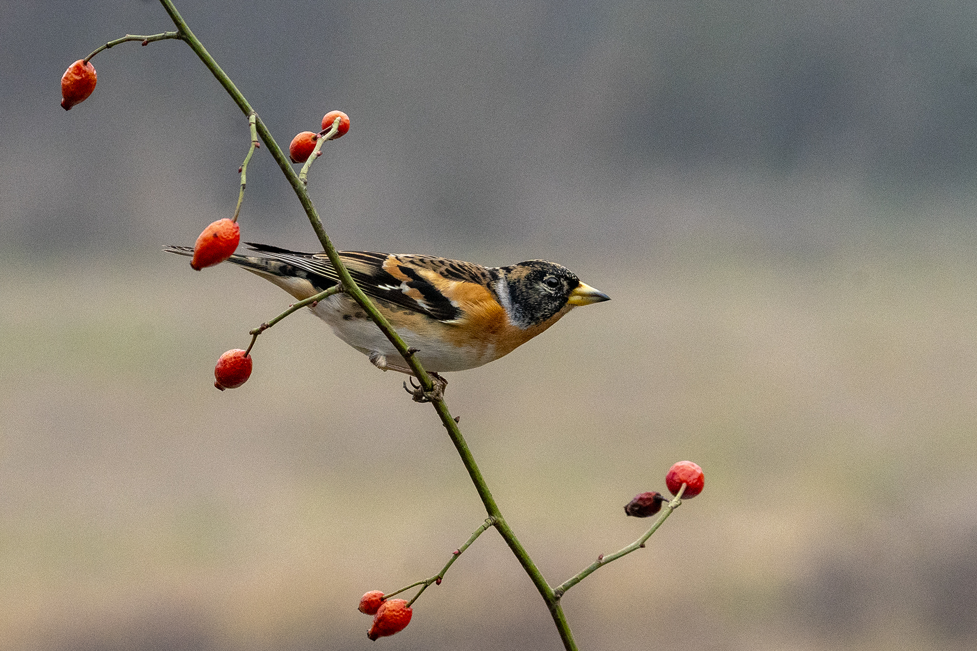 Goldfinch