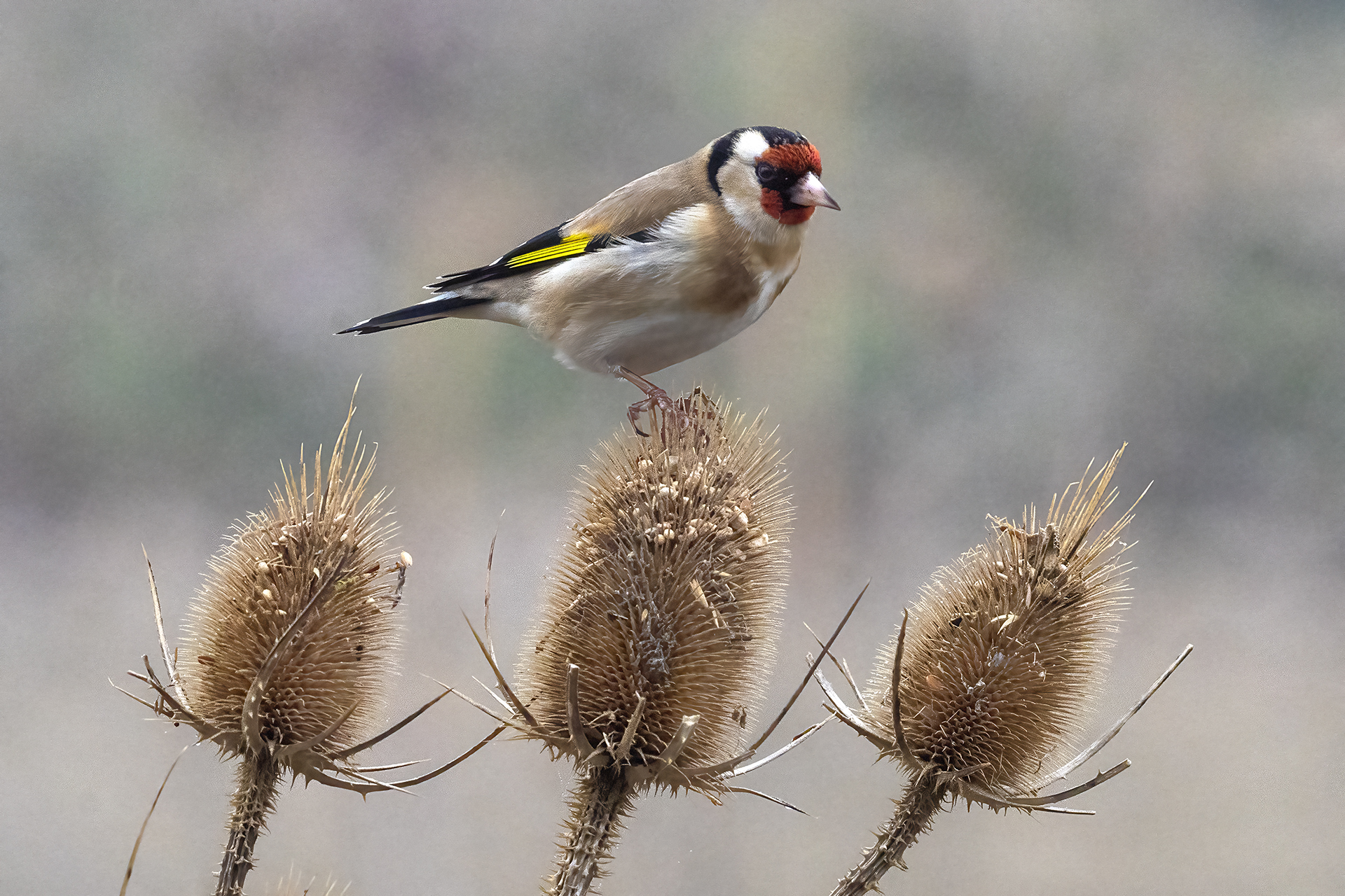 Goldfinch