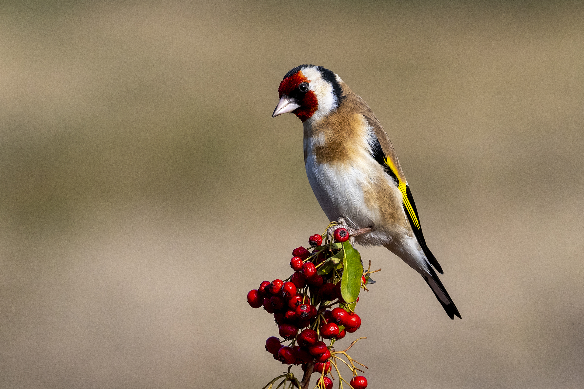Goldfinch