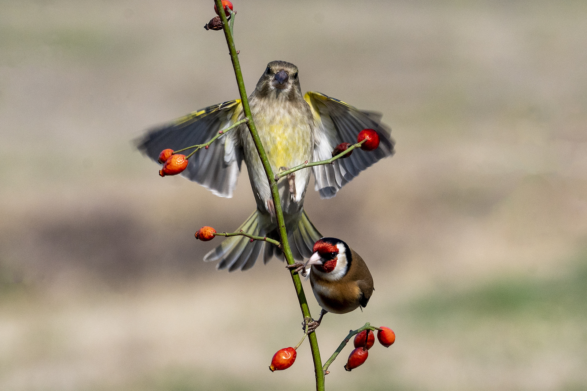 Greenfinch and Goldfinch